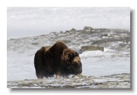 Musk Ox_ANL_8386